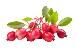 Honeysuckle berry isolated on transparent background. PNG file, cut out. AI Generated