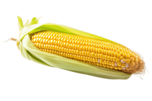 Corn isolated on transparent background. PNG file, cut out. AI Generated