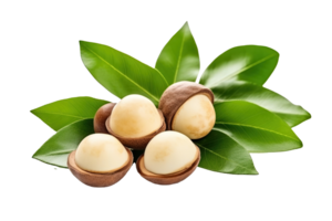 Macadamia nuts with leaves isolated on transparent background. PNG file, cut out. AI Generated