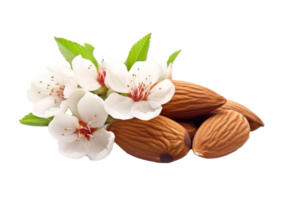 Almond with flowers isolated on transparent background. PNG file, cut out. AI Generated