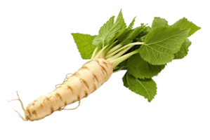 Horseradish root isolated on transparent background. PNG file, cut out. AI Generated