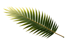 Palm tree leaves isolated on transparent background. PNG file, cut out. AI Generated