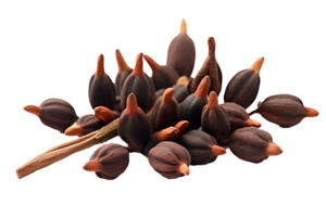 Clove flower buds isolated on transparent background. PNG file, cut out. AI Generated