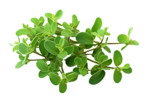 Marjoram twigs isolated on transparent background. PNG file, cut out. AI Generated