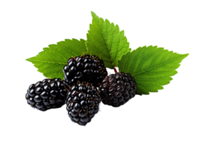 Blackberry isolated on transparent background. PNG file, cut out. AI Generated