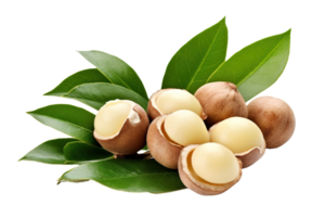 Macadamia nuts with leaves isolated on transparent background. PNG file, cut out. AI Generated