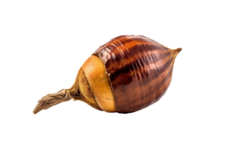 Dried acorn isolated on transparent background. PNG file, cut out. AI Generated