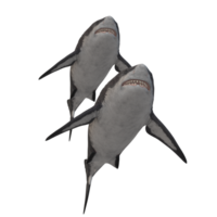 nager requin illustration png