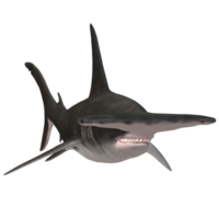 swimming shark illustration png