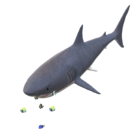 swimming shark illustration png