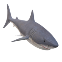 swimming shark illustration png