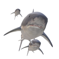 nager requin illustration png