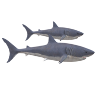 swimming shark illustration png