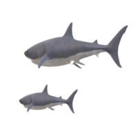 swimming shark illustration png