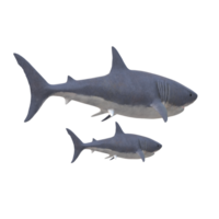 swimming shark illustration png