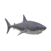 swimming shark illustration png