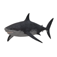 swimming shark illustration png