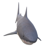 swimming shark illustration png