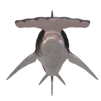 swimming shark illustration png