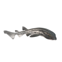 swimming shark illustration png