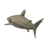 swimming shark illustration png