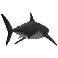 swimming shark illustration png