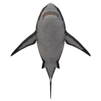 nager requin illustration png