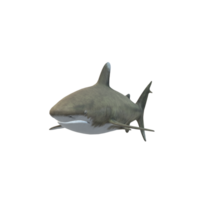 nadando tiburón ilustración png
