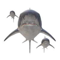 swimming shark illustration png