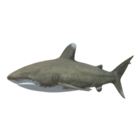 nadando tiburón ilustración png