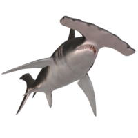 swimming shark illustration png