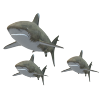 nager requin illustration png