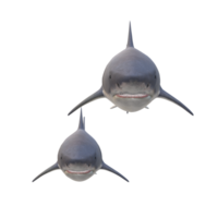 swimming shark illustration png