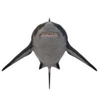 nager requin illustration png