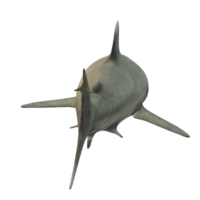 requin nager dans le l'eau png