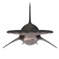 nager requin illustration png