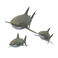 swimming shark illustration png