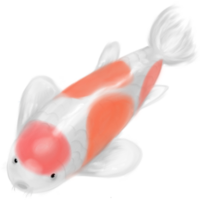 koi fisk illustration så söt för du png