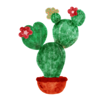 cactus linda para planta de casa png