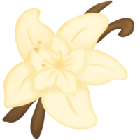 Vanille Blume mit Vanille Schoten png