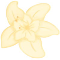 vainilla flor con vainilla vainas png