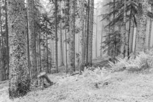 in the austrian alps photo