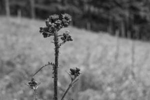 in the austrian alps photo