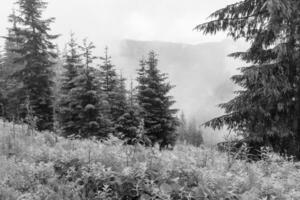 in the austrian alps photo