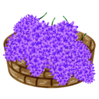 Purple vine flowers png