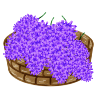 lila vin blommor png