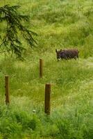 the austrian alps photo