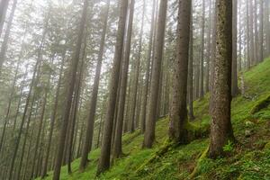 the austrian alps photo