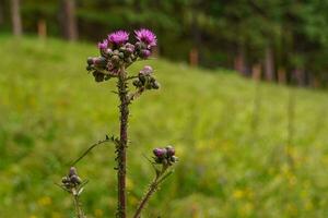 the austrian alps photo