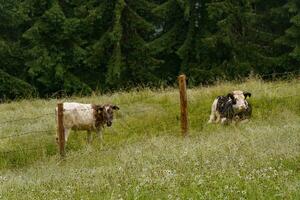 excursionismo en el austriaco Alpes foto